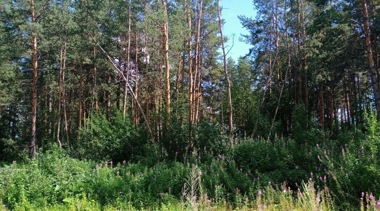 земля г Екатеринбург р-н Октябрьский Геологическая Усадьба-Лес ДНП фото 2