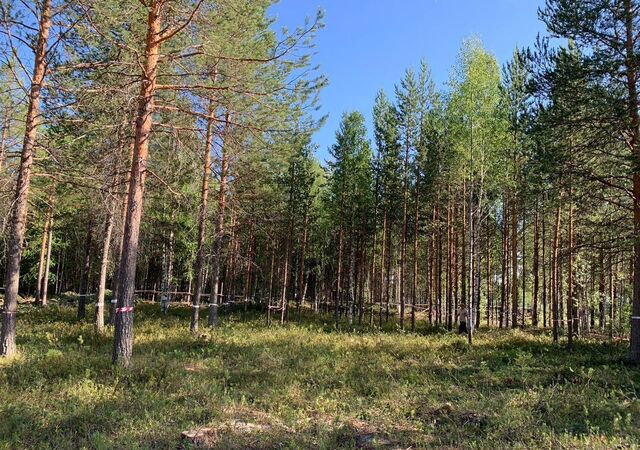 межселенные территории Сургутского муниципального района, СНТ Сурмятино, ул. Панфилова, 19, Тюменская обл., Сургут фото