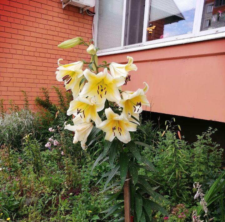 квартира г Ульяновск р-н Засвияжский ул Аблукова 41к/3 фото 15