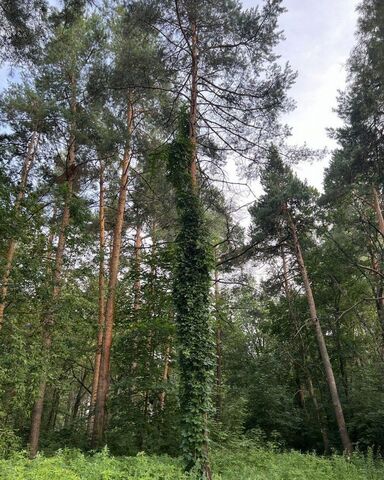 земля п Рахманов Перевоз р-н Октябрьский фото