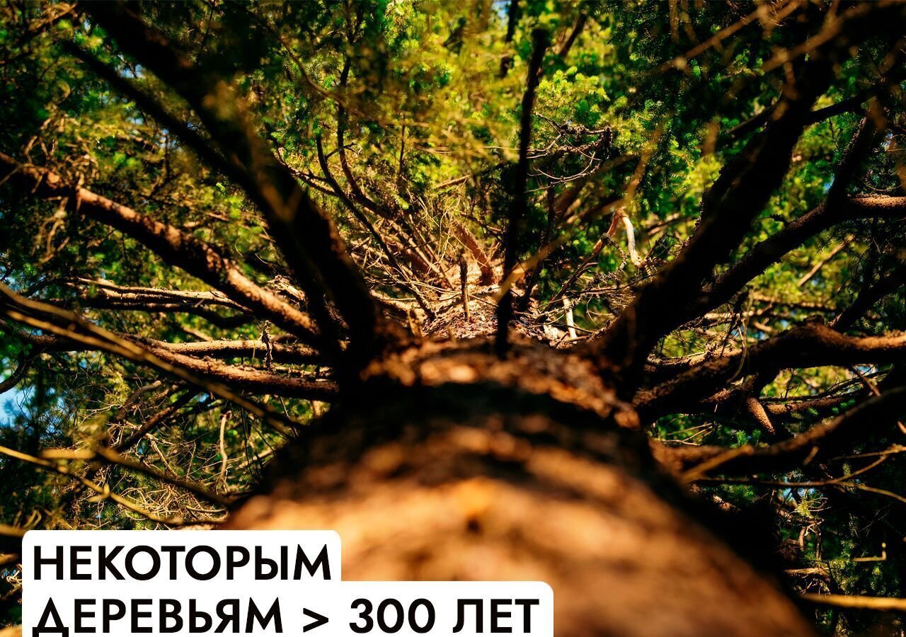 земля г Клин 54 км, эко-посёлок Ели эстейт, Новопетровское, Ленинградское шоссе фото 10