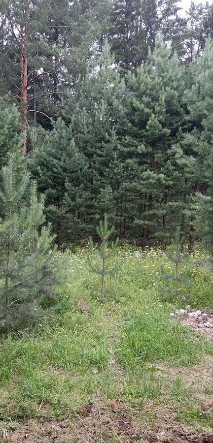 земля г Добрянка п Полазна снт тер.Сосновый бор ул Солнечная фото 3
