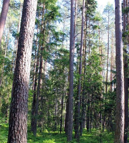 р-н Питкярантский Питкярантское городское поселение фото