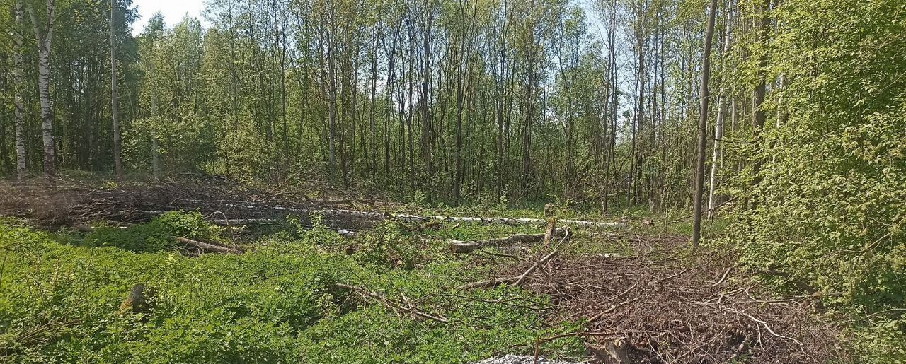 земля р-н Вологодский снт Радужное Педагог, Вологда фото 11