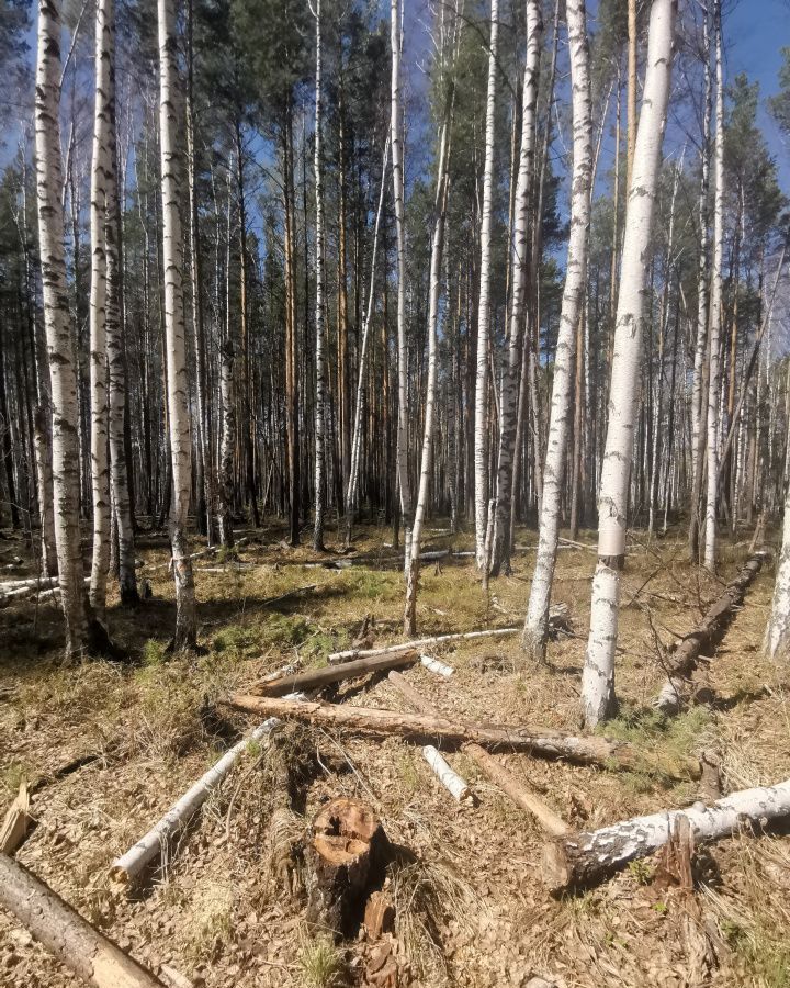 земля г Верхняя Пышма п Кедровое Среднеуральск фото 2