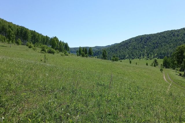 земля р-н Алтайский фото