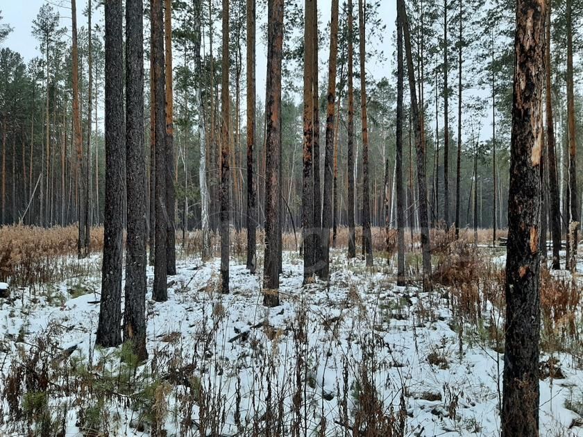 земля р-н Тюменский д Железный Перебор пер Петропавловский фото 1