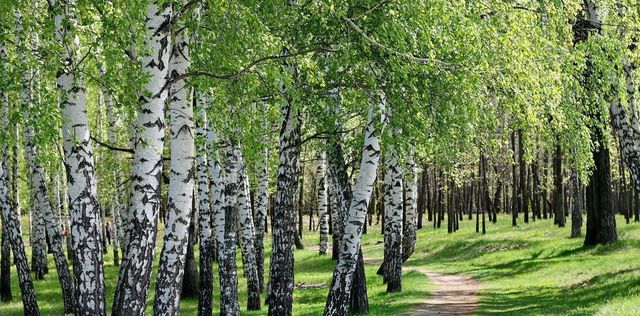 р-н Богородский д Банниково фото