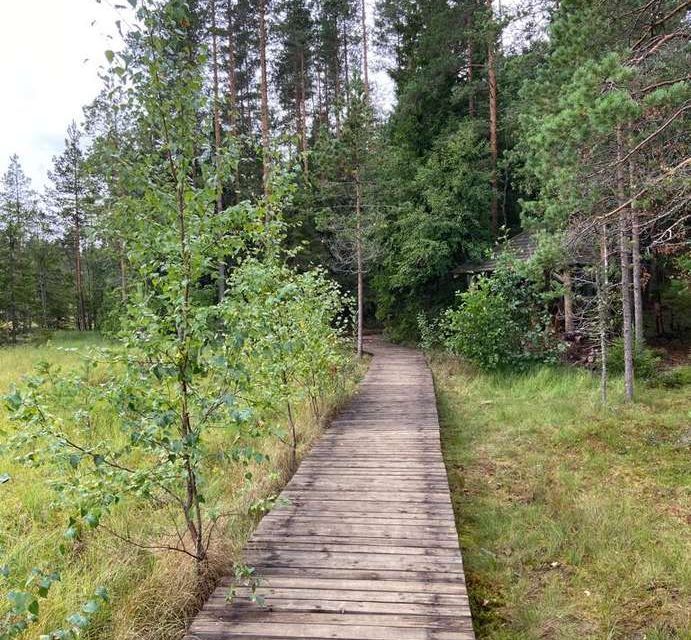 земля р-н Выборгский фото 4