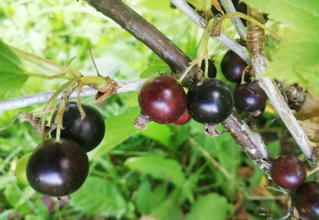 дом городской округ Можайский д Липовка Уваровка фото 8