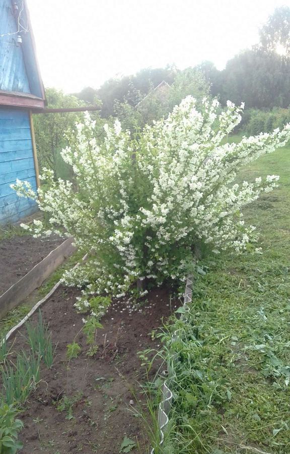 дом р-н Ветлужский г Ветлуга Ветлужский муниципальный округ фото 11