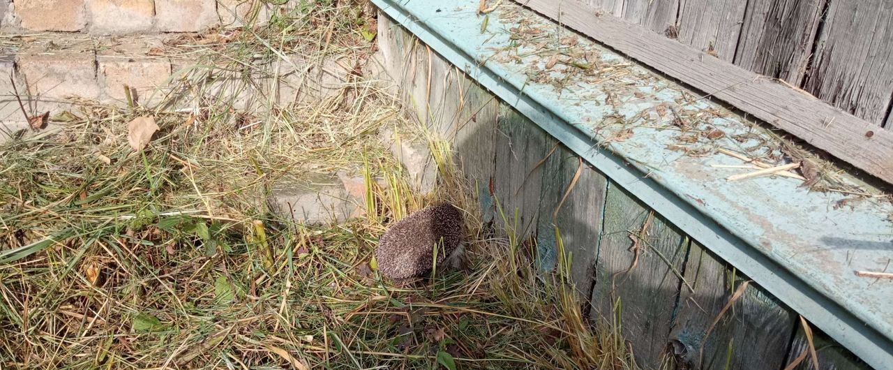 дом г Нижний Новгород Парк культуры товарищество собственников недвижимости № 5 ГАЗ, 1870 фото 17