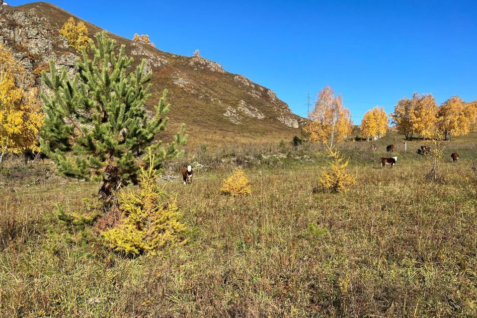 земля р-н Чемальский село Толгоек фото 1