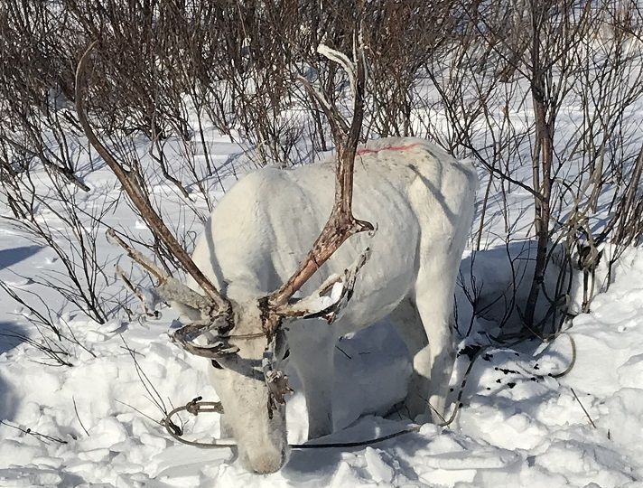 общепит, отдых р-н Ловозерский с Ловозеро ул Вокуева 50 сельское поселение Ловозеро фото 38