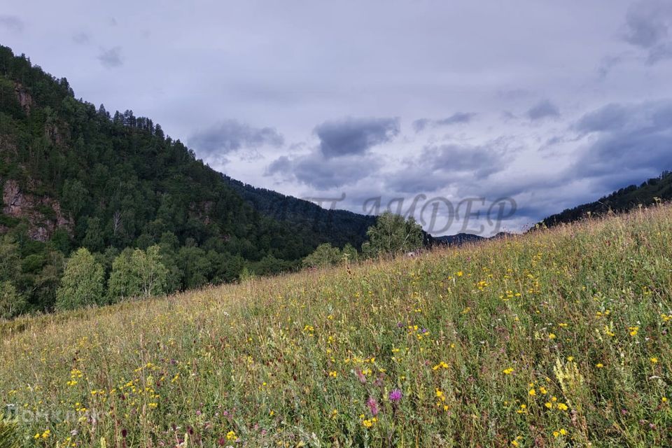 земля р-н Чемальский фото 1